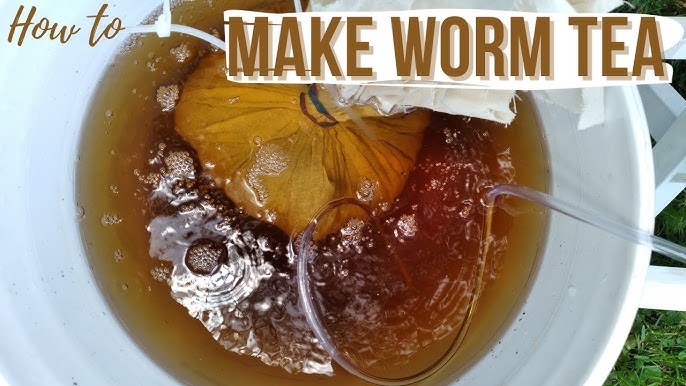 Worm tea is one of the easiest ways to stretch your worm casting supply while feeding plants with living microbes that support nutrient cycling and disease resistance.