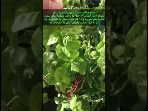 تسميد شجرة الفل وجميع الأشجار المزهرة اختصر المسافات والمجلدات في 20 ثانية 