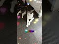 #ねこ🐱家族#もう君しか愛せない!#🔥🔥ポエム歌詞動画