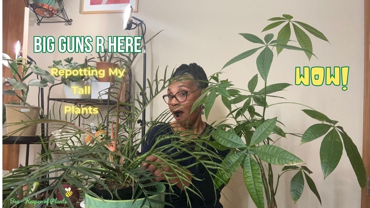 𝑩𝑰𝑮 𝑮𝑼𝑵𝑺 𝑹 𝑯𝑬𝑹𝑬 | 𝑹𝒆𝒑𝒐𝒕𝒕𝒊𝒏𝒈 𝑴𝒚 𝑻𝒂𝒍𝒍 𝑷𝒍𝒂𝒏𝒕𝒔 (𝑫𝒓𝒂𝒈𝒐𝒏 𝑻𝒓𝒆𝒆, 𝑴𝒐𝒏𝒆𝒚 𝑻𝒓𝒆𝒆 + 𝑴𝒐𝒓𝒆 🌿✨