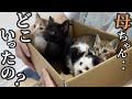 4匹の子猫を保護しました。