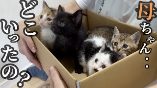 4匹の子猫を保護しました。