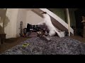 Jack Russell Terrier attacks bubbles