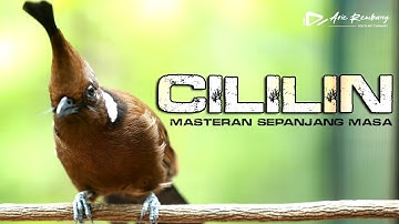 MASTERAN CILILIN GACOR SUARA BERSIH VIDEO JELAS