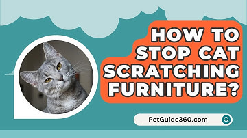 How To Stop Cat Scratching Furniture? - PetGuide360.com