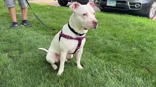 Meet Breaker A Terrier, American Pit Bull Currently Available For Adoption 7312025 52559 Pm