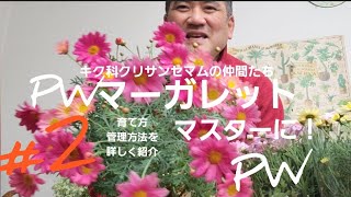 初めてのガーデニング！⤴️PWさんのマーガレットを詳しく紹介しました！暑さ寒さに強い大きくなるその理由など