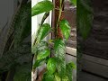 Pothos... #garden #bonsai #moneyplant #tranding #shorts sho