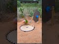 “Hidden tricks to catch a parrot”#comedy #funny #birds