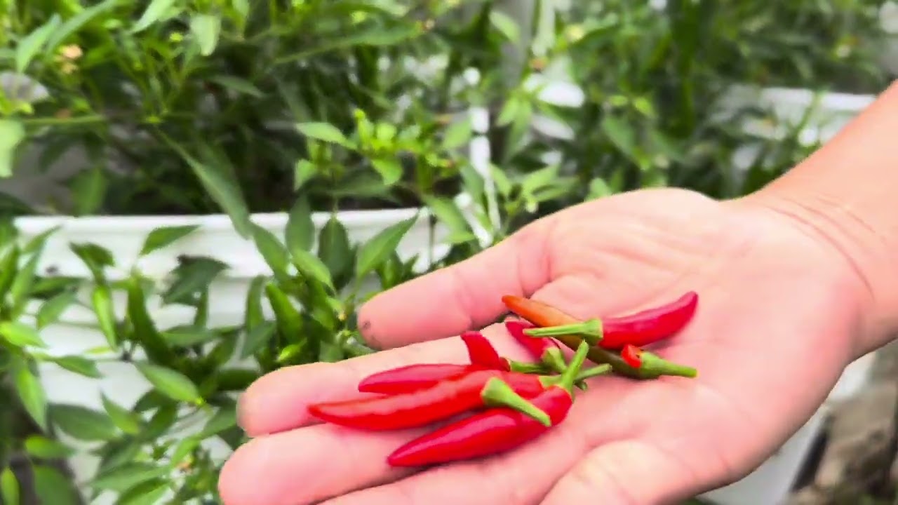 မြေနေရာအခက်ခဲရှိရင် ငရုတ်သီးပင်ကိုဒီပုံစံအတိုင်းစိုက်လို့အဆင်ပြေပါတယ် 