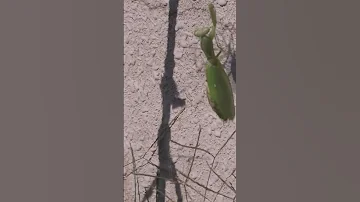 Praying Mantis VS. Spider