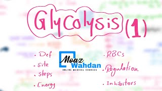 Glycolysis part (1) - Moaz Wahdan (Online Course Records)