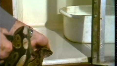 I LONDON ZOO - PYTHON TSEFT,