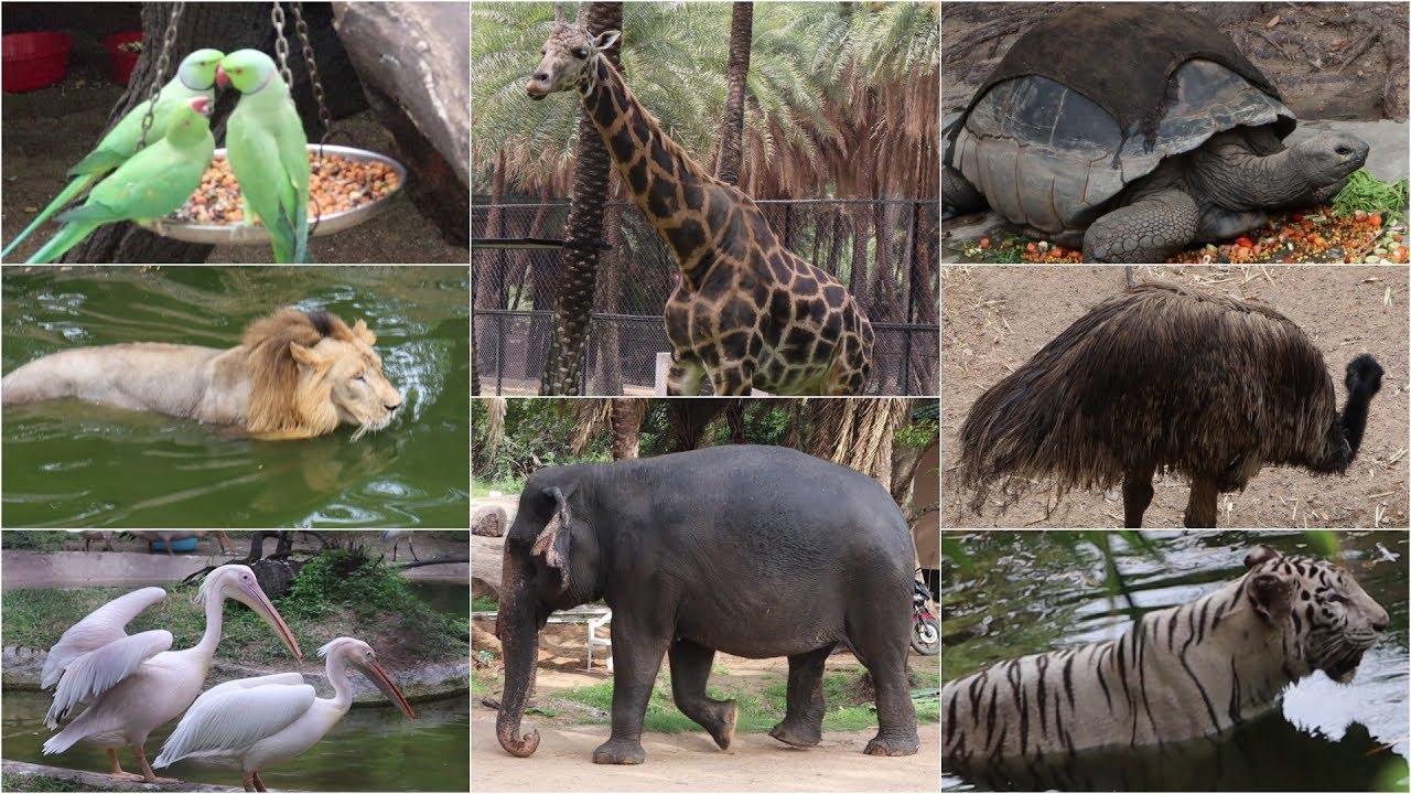 NEHRU ZOO HYDERABAD - HD Video - FULL Coverage || nehru zoological park -  YouTube