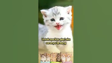 Quotes sad | cat lovers , kucing lucu , status wa #quotessedih  #cat #shorts