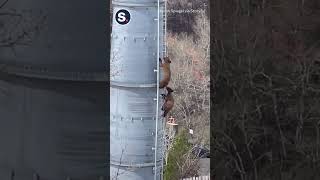 Adorable Bear Cubs Caught on Camera Climbing Ladder at Ski Resort