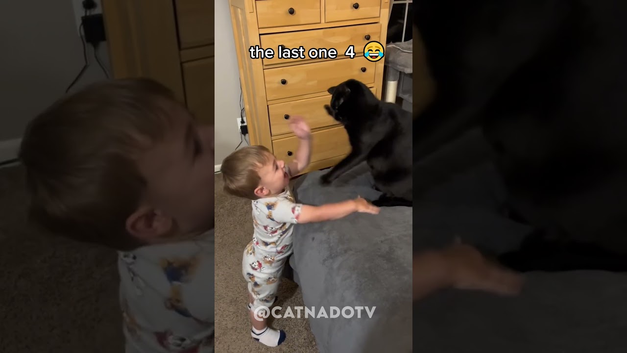 funny cat videos 😂😂😂