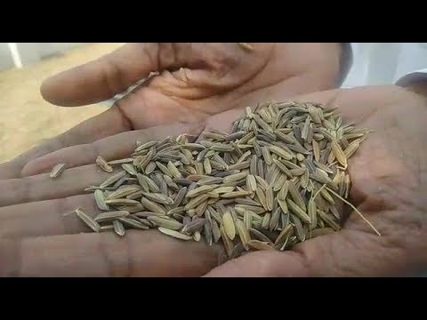 जैविक-काला-चावल-|-organic-black-rice-|-अजोला-|-azolla-|-दिल्ली-|-ताराचंद-बेलजी