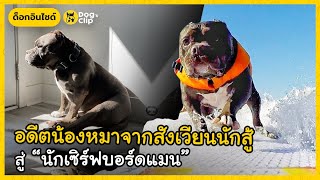 อดีตน้องหมาจากสังเวียนนักสู้ สู่ “นักเซิร์ฟบอร์ดแมน” | Dog's Clip