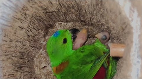Edisi Serindit Breeding || Akhirnya Breeding Kali Ini Berhasil!!!