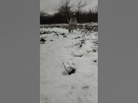 что за лев этот тигр)) - YouTube
