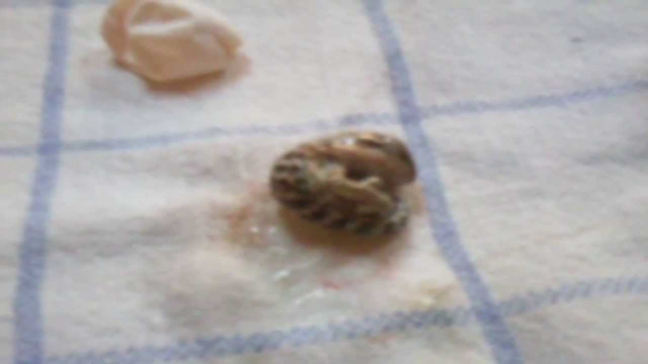 Expulssion D Un Bebe Pogona De Son Oeufs Hd1080 Youtube