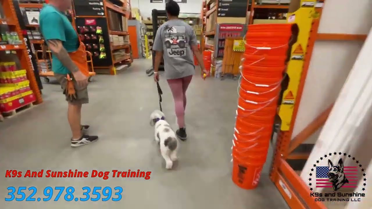 Hops - 2 Yo. Cocker Spaniel X Poodle (9/18/23)