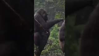 Когда пытаешься помириться 💕🦍🦍😁👍