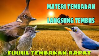 Materi langsung tembus ❗ cililin siri siri kecil dan rambatan 🔥