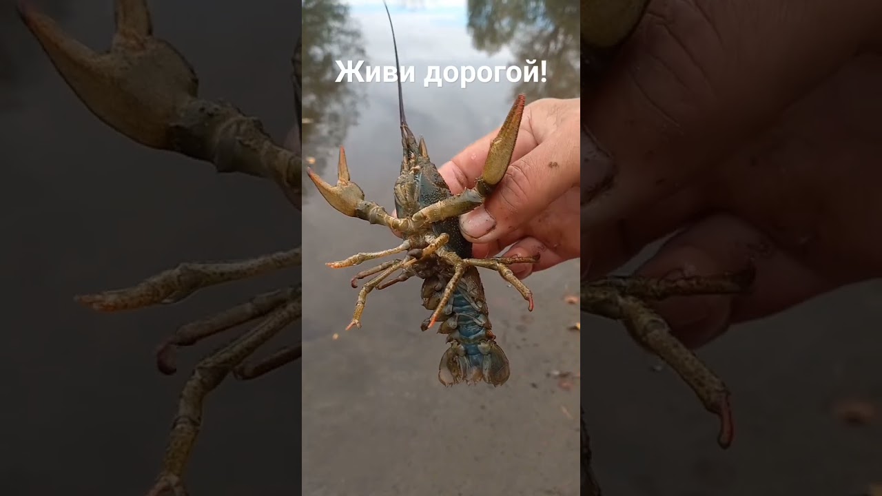 Живи дорогой! 