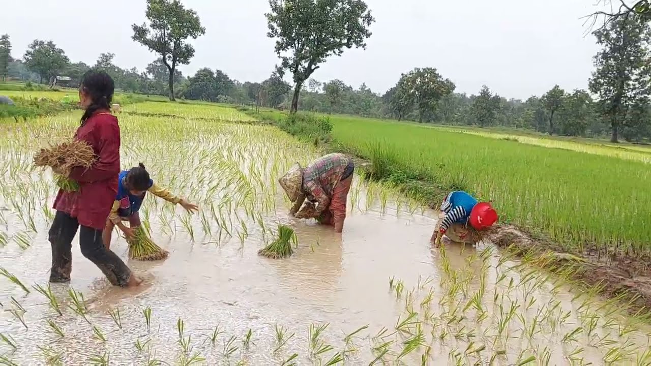 ดำนาฝนตกรินบรรยากาศดีชวนคิดถึงบ้าน