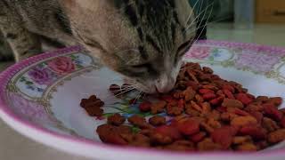 cat eating crispy food ASMR