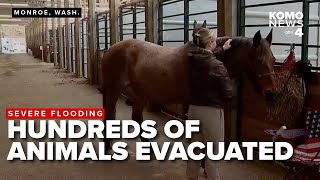 Hundreds of animals evacuated from floodwaters in Washington: ‘I would do anything to get them out’