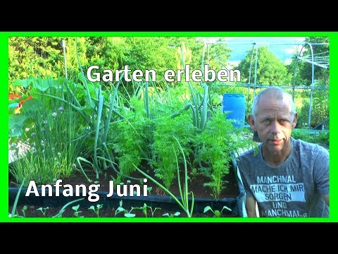 Video: Was ist ein Topf im Topfgarten – Erfahren Sie mehr über das Vergraben von Töpfen im Garten