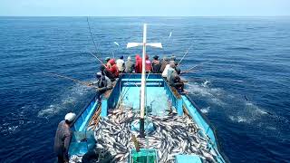 Mancing Cakalang Maluku Utara Inka Mina 991