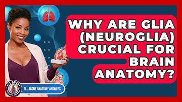 Why Are Glia (Neuroglia) Crucial For Brain Anatomy? - All About Anatomy Answers