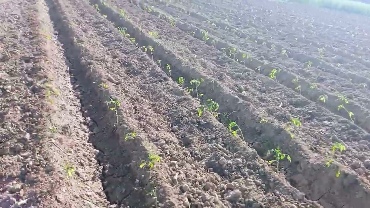 Punjab mein Open tamatar ki Bijai