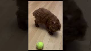 Miniature Poodle Puppy Play