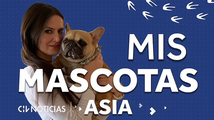 MIS MASCOTAS #4 | As es ASIA, la adorable perrita ...