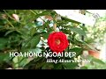 Hồng ngoại tuyệt đẹp | Giới thiệu hoa hồng Akaurunersher