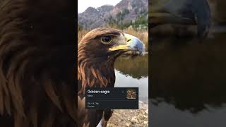 🦅Golden Eagle vs Harpy Eagle By Wild Battles