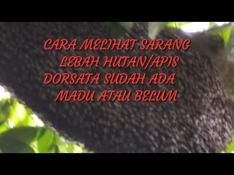 Video: Bagaimana Untuk Mengetahui Sama Ada Madu Baik