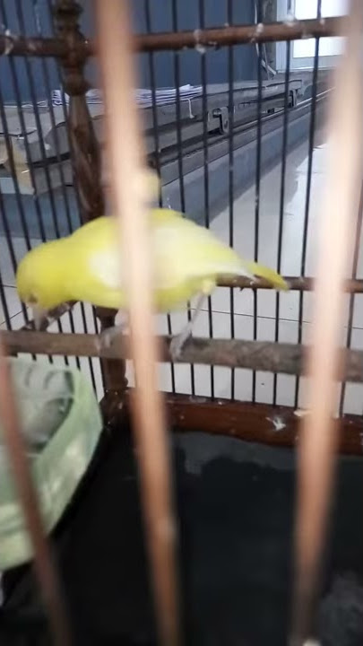 Siru/cipoh albino