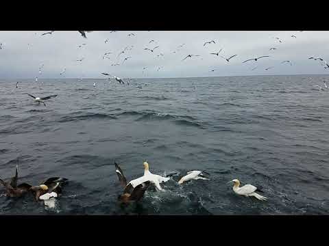Shetland Seabird Tours: Bonxie Has to Share!