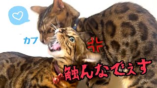 愛妻家の旦那猫が本日も鬼嫁にめげず愛を伝えています