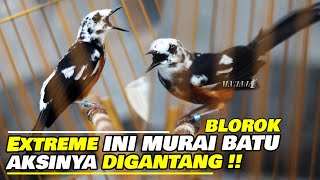 Download Lagu AKSI MURAI BATU RENCHONG TAMPIL KONSLET 😱 ( BLOROK EXTREME ) VALENTINE ISTIMEWA 2021 MP3