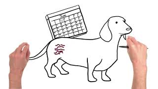 Heartworm lifecycle and heartworm prevention for dogs