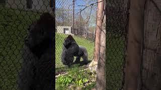 Enjoy! Amazing Gorillas at Como Zoo ❤ You Will Love It! May,2024
