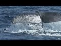 Baleines des profondeurs