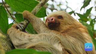 Sloth's are the Worlds Greatest Sleep and Relaxation Ambassadors